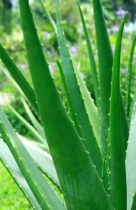 aloe vera